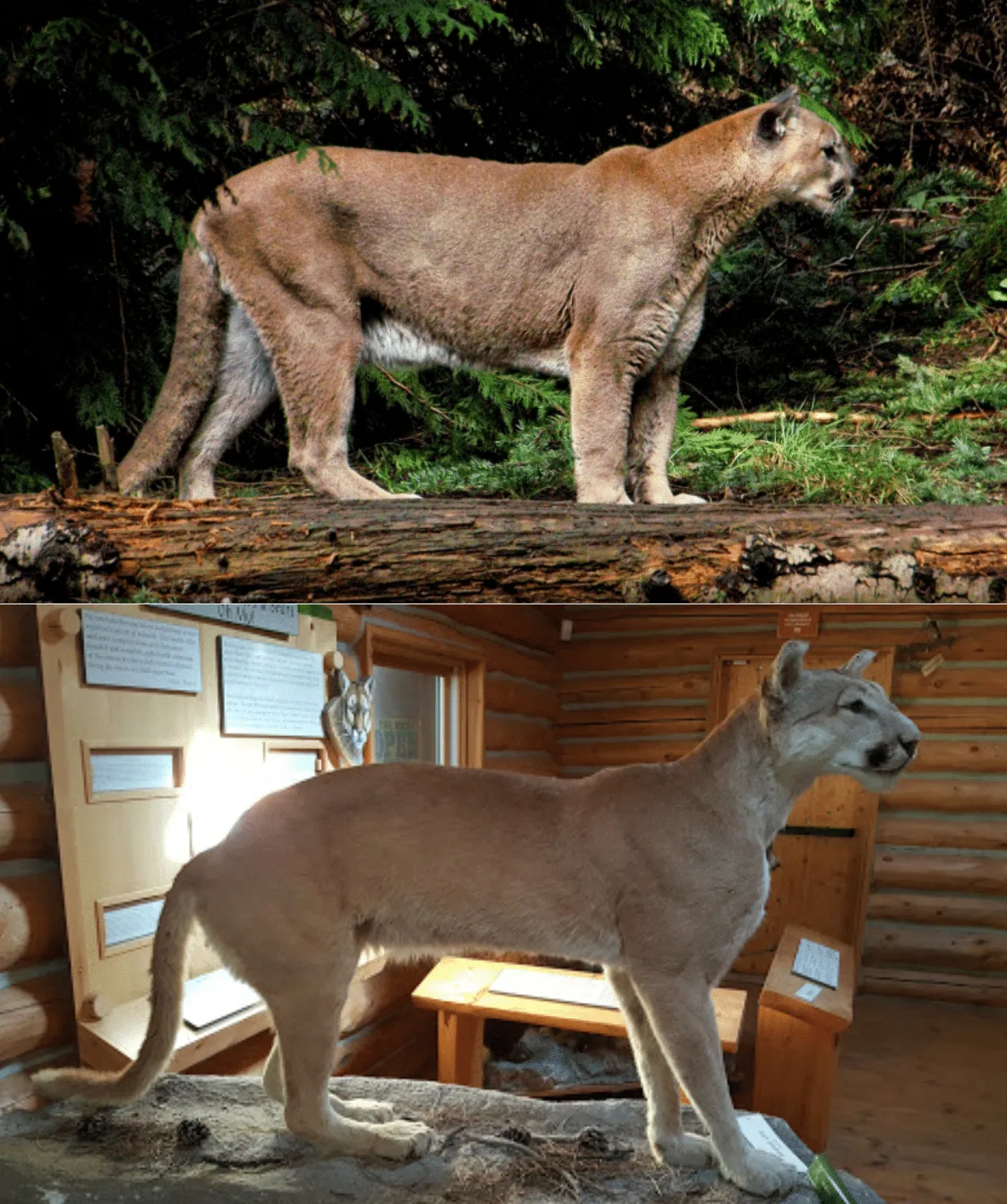A mountain lion standing on a log in the wild above a taxidermy mount of a cougar displayed in a log-cabin museum exhibit.