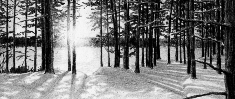 A pencil drawing of a snow-covered pine forest at sunset, sunlight streaming between the trunks.