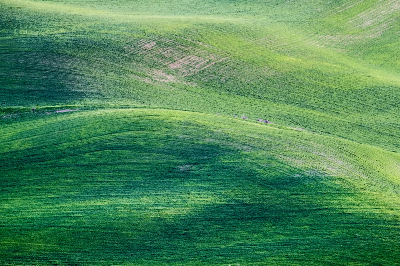 Rolling green cultivated hills seen from above, light and shadow tracing their curves.