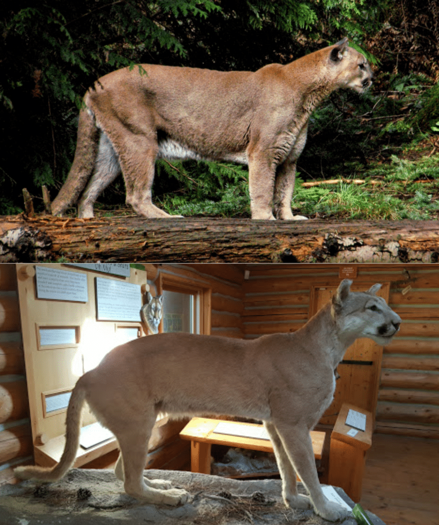 Two photographs, one of a live mountain lion standing, and the other of a taxidermied mountain lion skin over an ocelot armature, creating a strange hybrid effect.